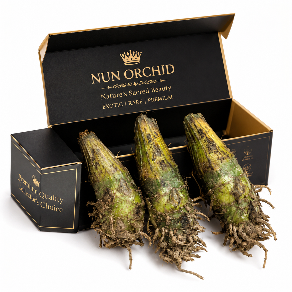 🌿 Nun Orchid – Nature's Sacred Beauty | Premium Exotic Flower Bulbs
