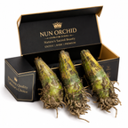 🌿 Nun Orchid – Nature's Sacred Beauty | Premium Exotic Flower Bulbs
