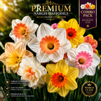 Ultimate Rare Flower Bulb Combo Pack – Aztec Lily, Nargis Daffodil, Rain Lily, Curcuma Lily & Cymbidium Orchid (5 Exotic Varieties)