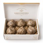 🌼 Royal Nargis Daffodil Combo Pack – Premium Bloom Collection