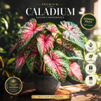 🌿 Premium Caladium Plant Bulbs Combo Pack | Rare Exotic Colorful Foliage Garden Plant 🌿