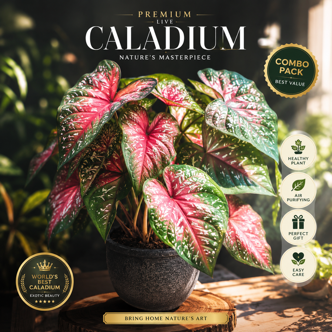 🌿 Premium Caladium Plant Bulbs Combo Pack | Rare Exotic Colorful Foliage Garden Plant 🌿