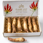 🌺 Premium Flame Lily (Gloriosa Lily) Bulbs Combo Pack | Rare Exotic Flowering Variety