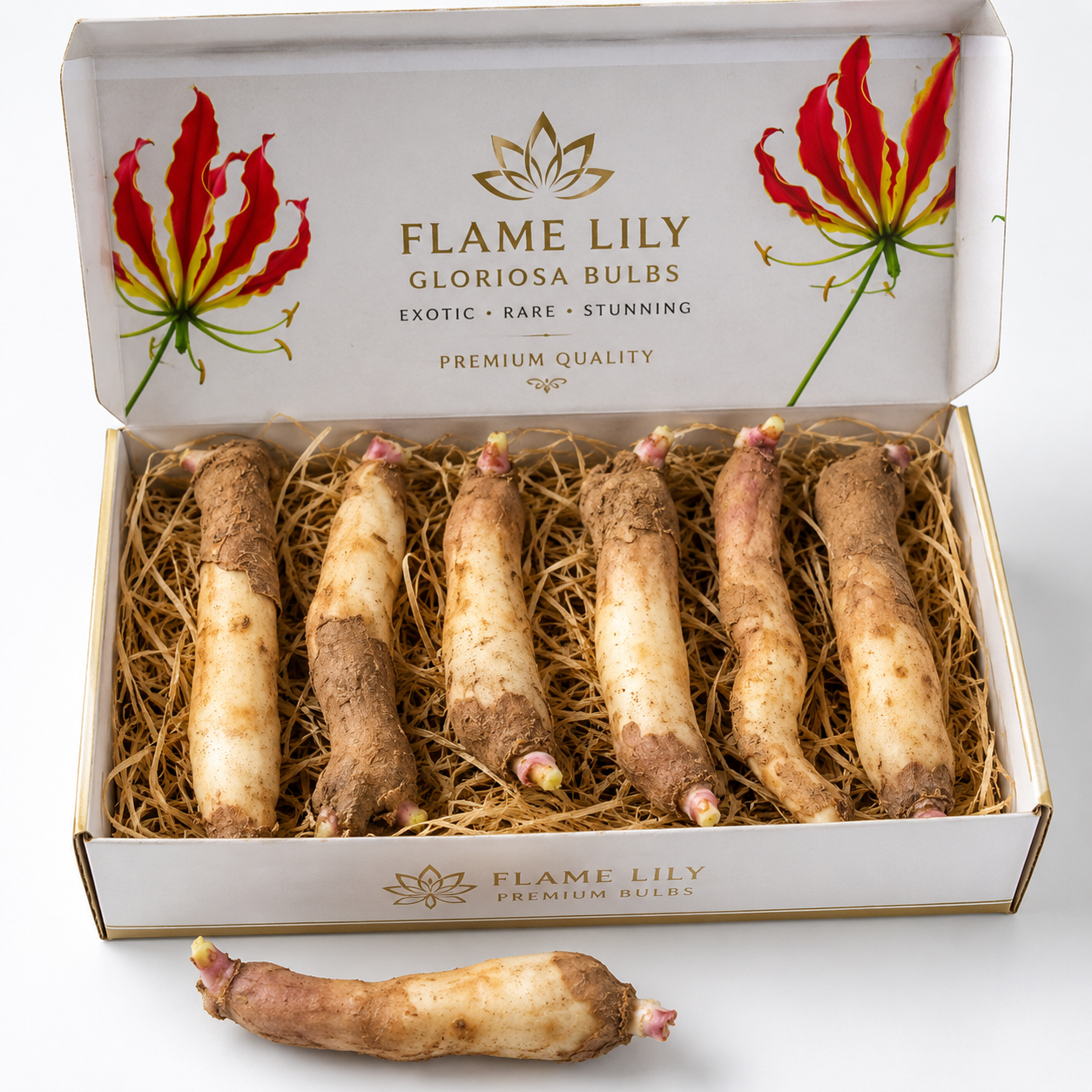 🌺 Premium Flame Lily (Gloriosa Lily) Bulbs Combo Pack | Rare Exotic Flowering Variety