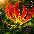 🌺 Premium Flame Lily (Gloriosa Lily) Bulbs Combo Pack | Rare Exotic Flowering Variety