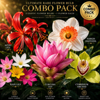 Ultimate Rare Flower Bulb Combo Pack – Aztec Lily, Nargis Daffodil, Rain Lily, Curcuma Lily & Cymbidium Orchid (5 Exotic Varieties)