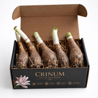 👑 Royal Crinum Spider Lily Collection – Premium Exotic Flower Bulbs