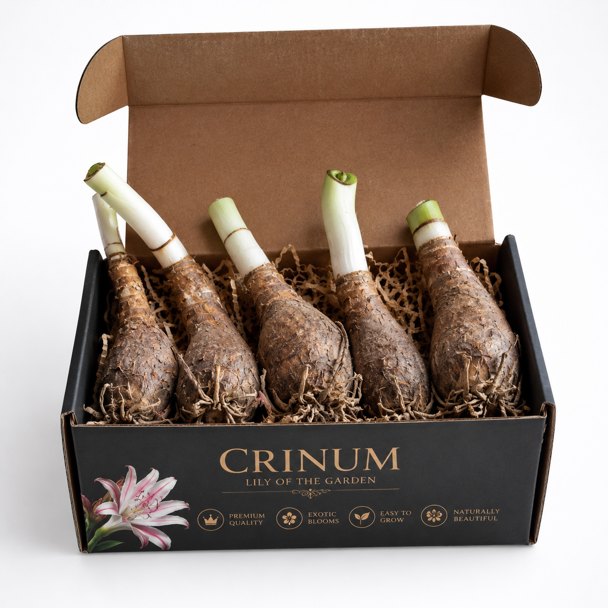 👑 Royal Crinum Spider Lily Collection – Premium Exotic Flower Bulbs