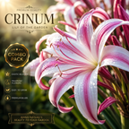 👑 Royal Crinum Spider Lily Collection – Premium Exotic Flower Bulbs