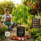 Title  🌿 Premium Hybrid Grafted Litchi Plant | Sweet & Juicy High-Yield Variety | Live Healthy Fruit Tree Sapling 🌿