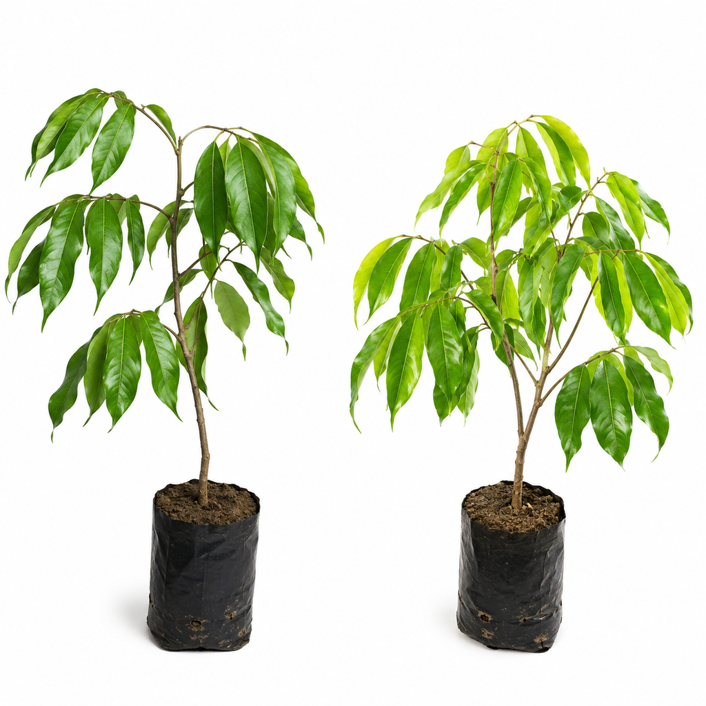 Title  🌿 Premium Hybrid Grafted Litchi Plant | Sweet & Juicy High-Yield Variety | Live Healthy Fruit Tree Sapling 🌿