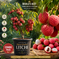Title  🌿 Premium Hybrid Grafted Litchi Plant | Sweet & Juicy High-Yield Variety | Live Healthy Fruit Tree Sapling 🌿