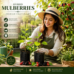 Premium Hybrid Mulberries Fruit Plant | Healthy Live Sapling | Fast Fruiting & High Yield Variety