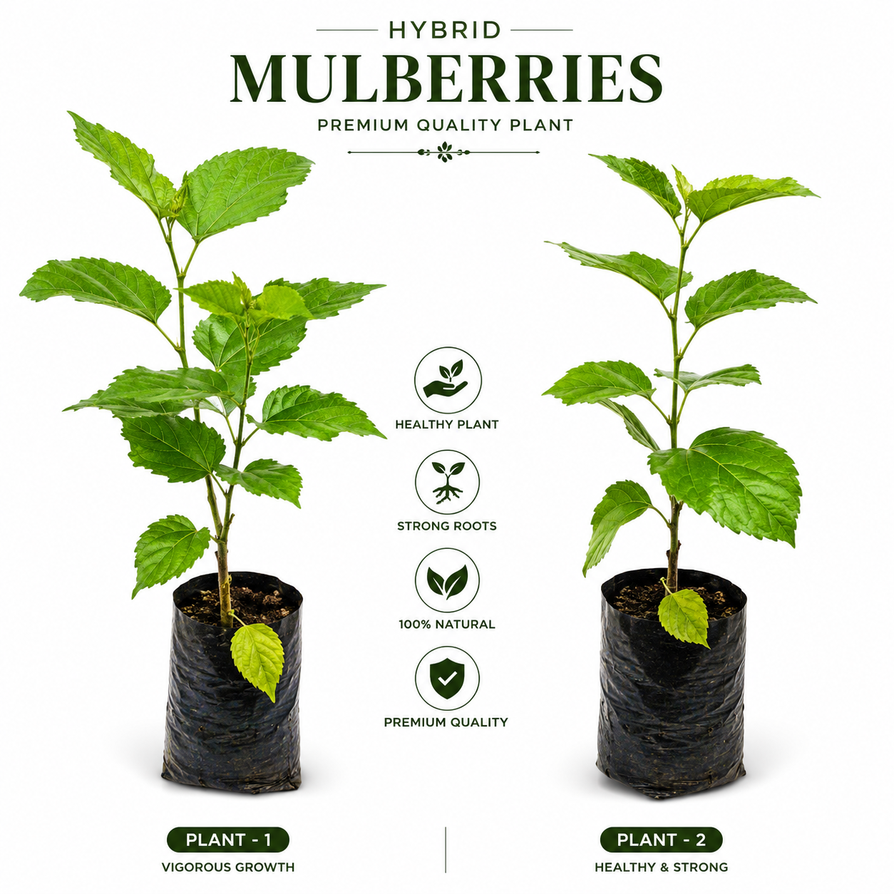 Premium Hybrid Mulberries Fruit Plant | Healthy Live Sapling | Fast Fruiting & High Yield Variety