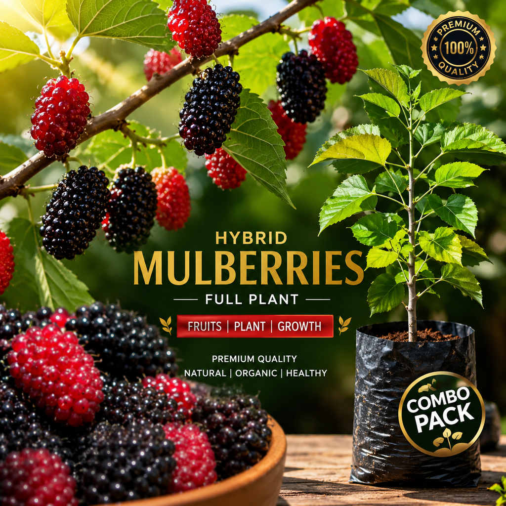 Premium Hybrid Mulberries Fruit Plant | Healthy Live Sapling | Fast Fruiting & High Yield Variety