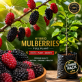 Premium Hybrid Mulberries Fruit Plant | Healthy Live Sapling | Fast Fruiting & High Yield Variety