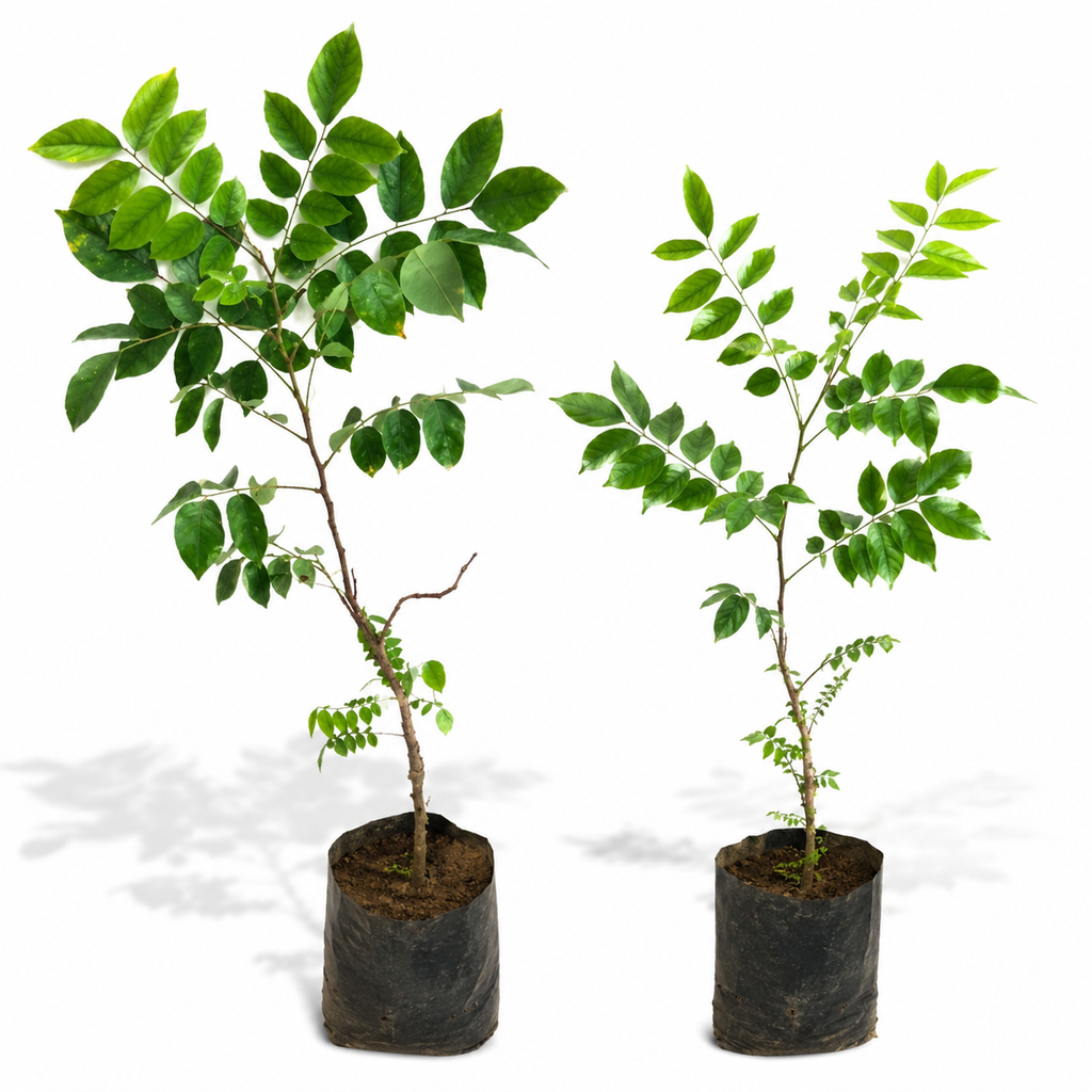 🌟 Hybrid Grafted Starfruit (Kamranga) Live Plant | Premium Fruit Tree | Early Fruiting | High Yield Variety | Home Garden Plant