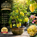 🌟 Hybrid Grafted Starfruit (Kamranga) Live Plant | Premium Fruit Tree | Early Fruiting | High Yield Variety | Home Garden Plant
